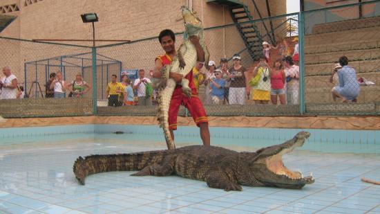 Crocodile Show